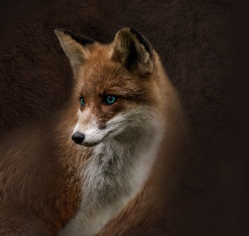 Zadie Top - Foxy Face – AFRM